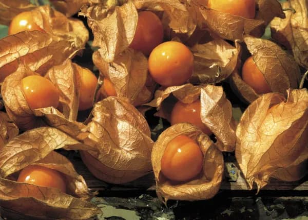 Fresh Ground Cherries