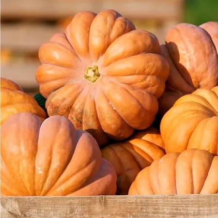 Fresh Pumpkins