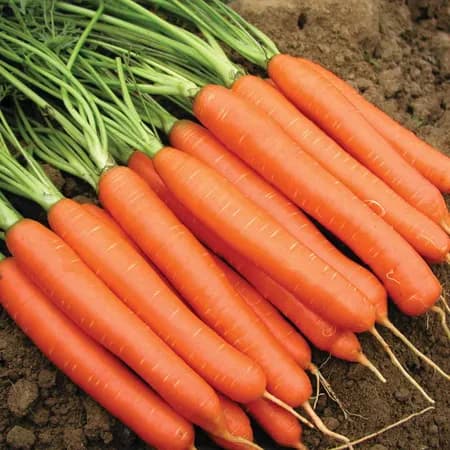 Fresh Carrots
