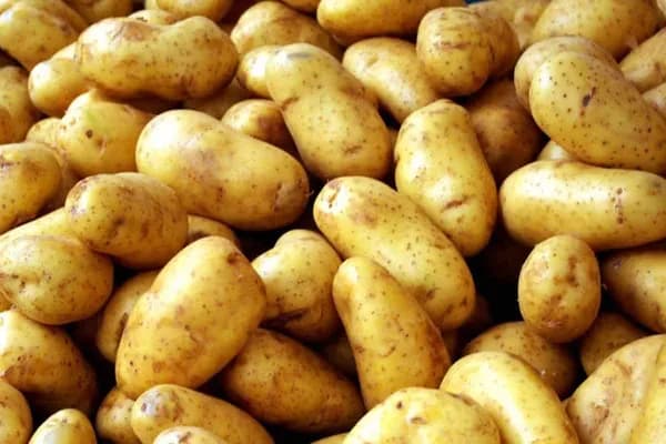Fresh Potato