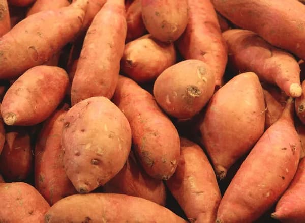 Fresh Sweet Potato