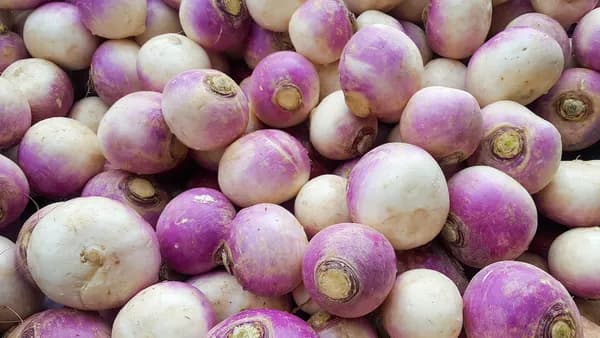 Fresh Turnips