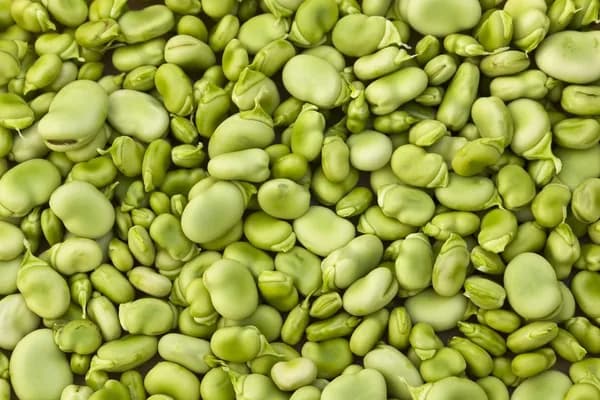Frozen Broad Beans