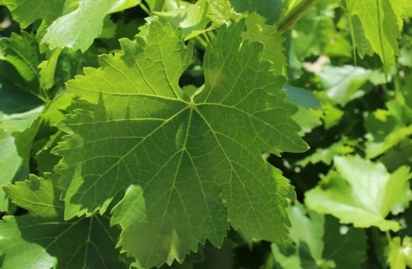 Frozen Grape Leaves